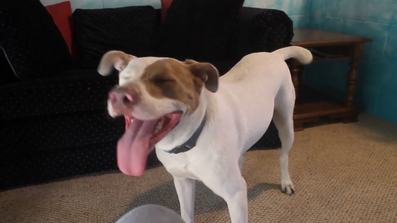 Jack - An Adoptable Dog with VOCAL