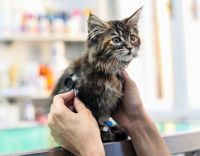 Kitten receiving veterinary care