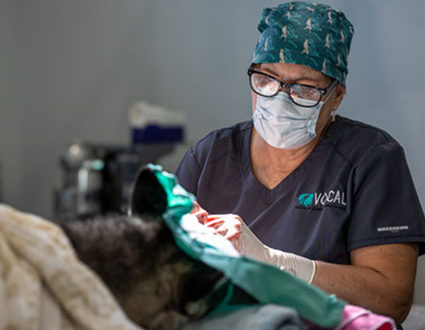Animal undergoing surgical procedure