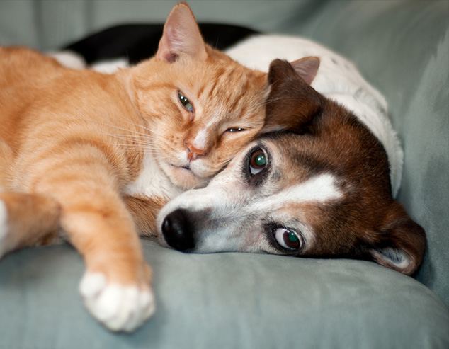 Cat & Dog forever friends