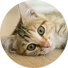 Cat Adoption Application - Image