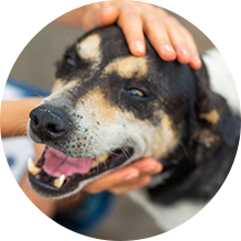 Dog Adoption Application - Image