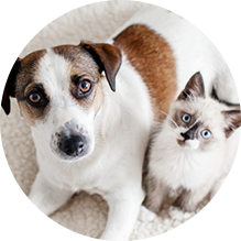 Foster Application - Image