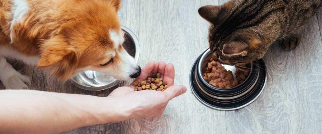 Food being offered to a dog and cat. 