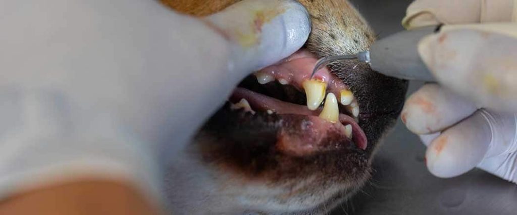 Veterinarian checking for disease below the gum line of a dog. 