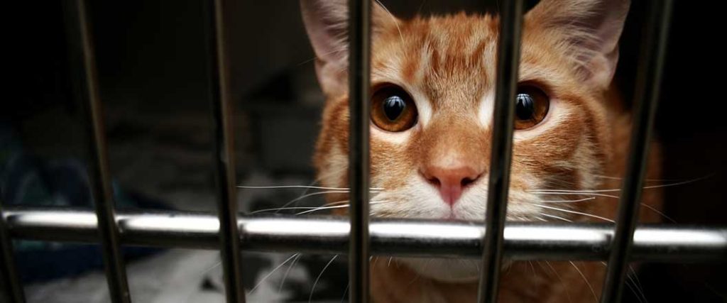 Orange tabby cat looking out through kennel bars. 