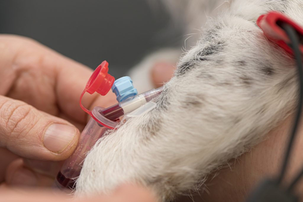 low cost heartworm treatment dog having blood drawn for test