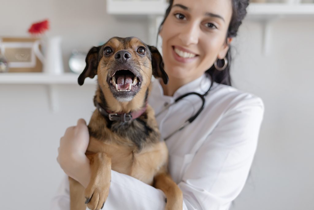 Smiling veterinarian holding a happy dog