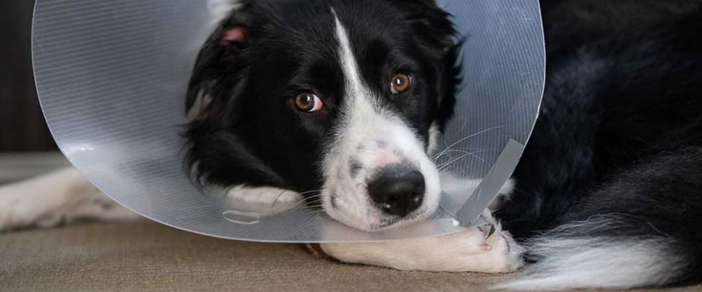 why should you spay and neuter your pet. Dog wearing a protective cone after surgery.