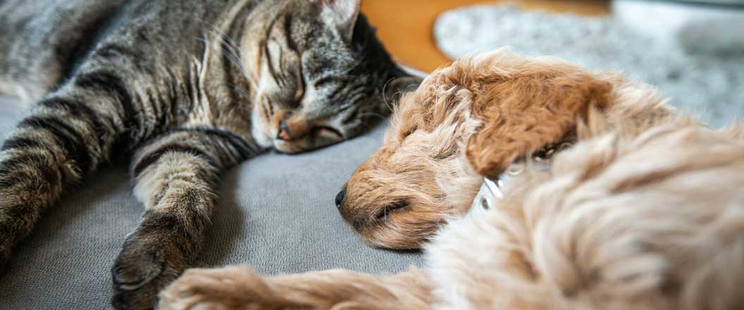 Why Should You Spay And Neuter Your Pet?