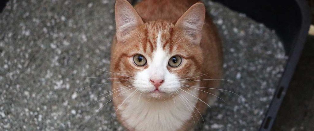 A pet food bank helps animals like this white and orange tabby cat.
