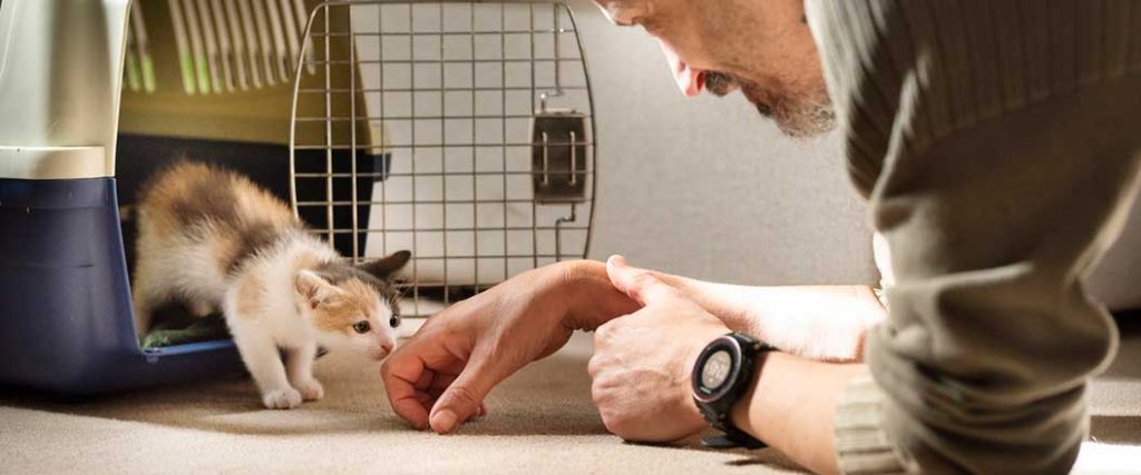 Man allows a kitten to sniff his hand as it's coming out of a travel carrier. 