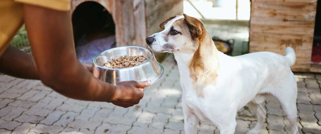 A woman is leaning down to present a full bowl of food to a dog. 